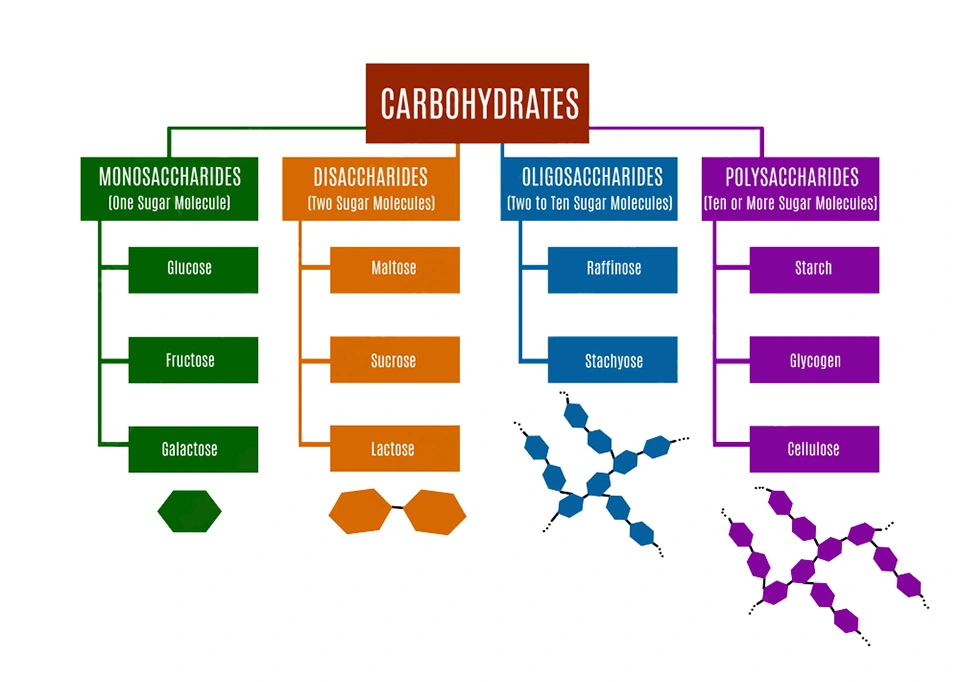 Role of carbohydrates in metabolism: Classification of the various types of carbohydrates.