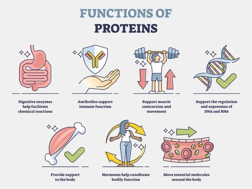 Functions of protein
