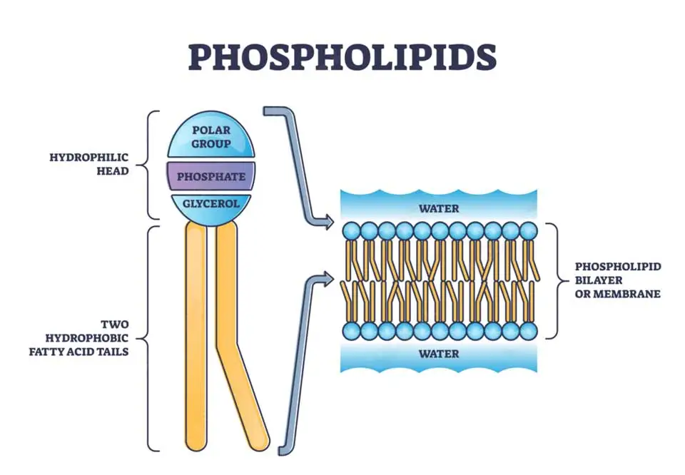 Phospholipids and the Structure of Cell Membranes