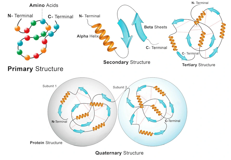 Protein Composition
