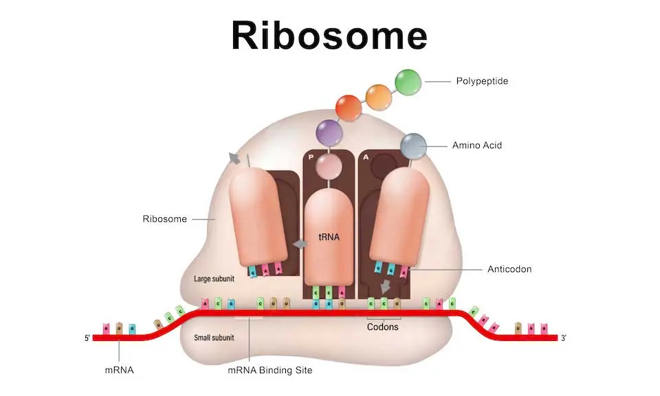 Ribosome