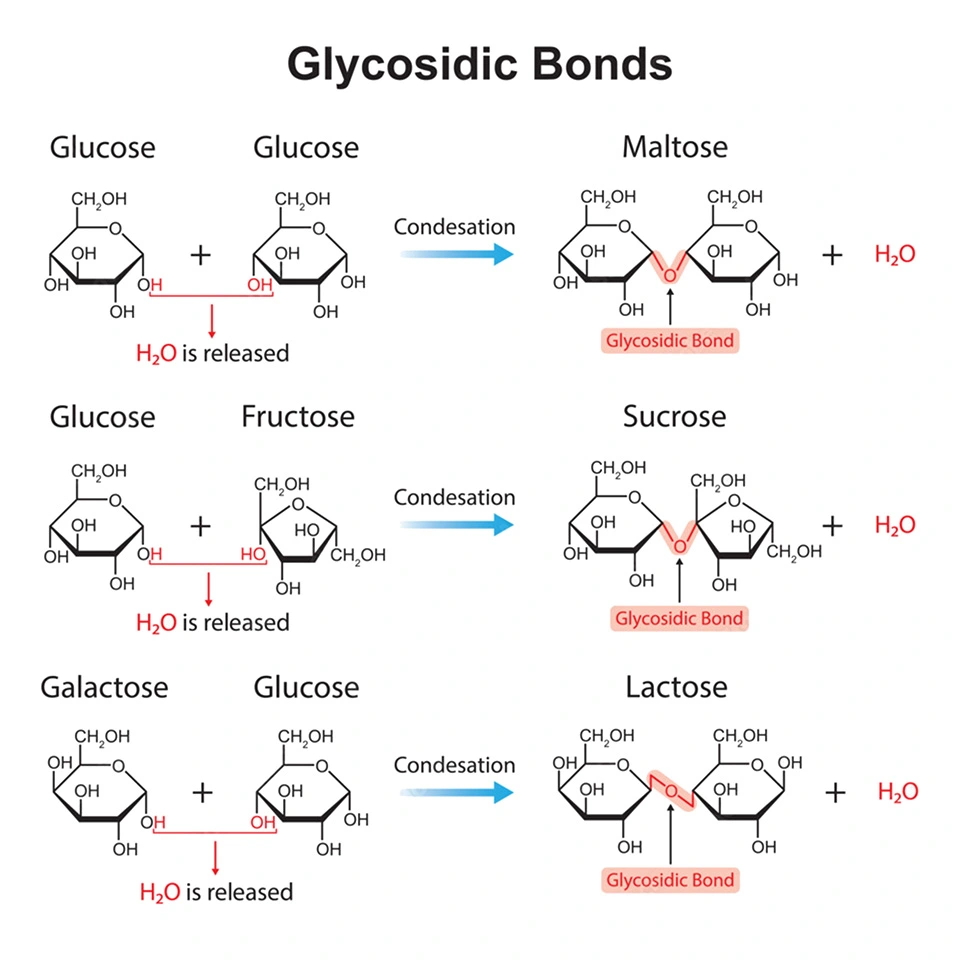 Disaccharides structure