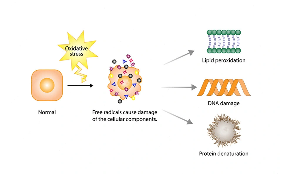 Impact of Oxidative Stress on Health
