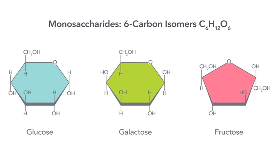 Role of carbohydrates in metabolism: Monosaccharides: Glucose, Galactose and Fructose.